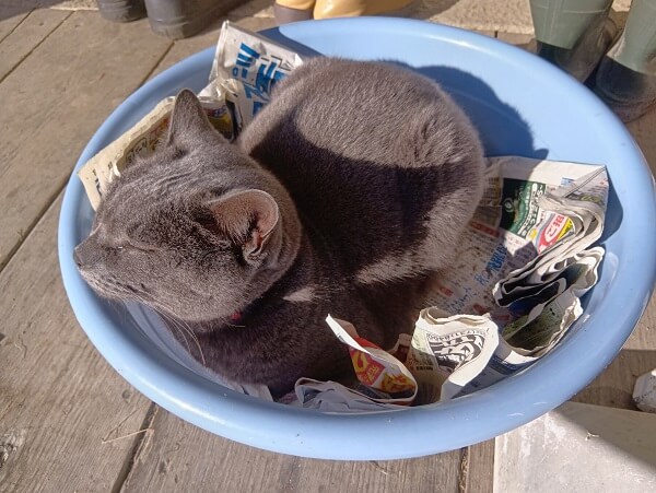 マイちゃんに学ぶ、ガンバり方の極意