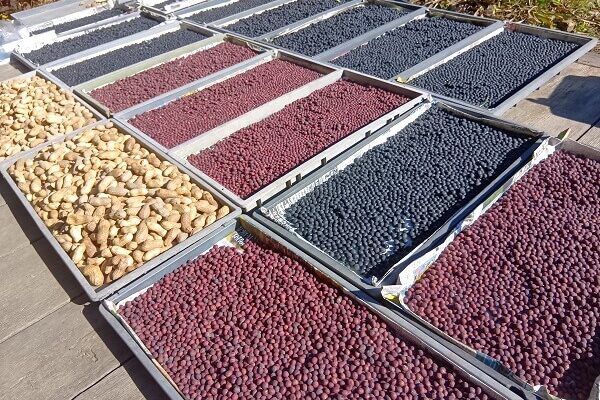 大詰めを迎えたお豆さんの検品