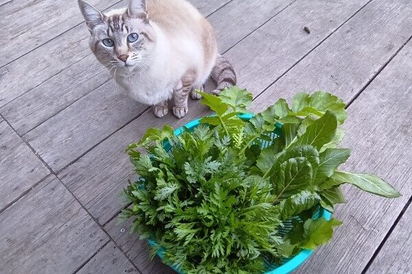 ユキちゃん＆夕飯用に収穫した野菜