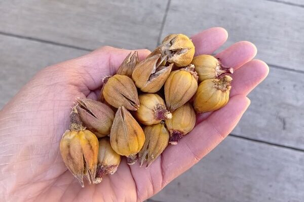 希望に満ちた自然農のローゼルの種