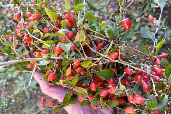 アフリカでも食べてた懐かしのクコの実