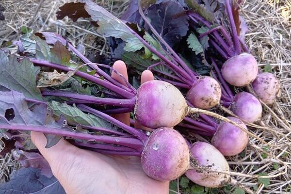 間引きカブちゃん、葉の色も素敵に成長中