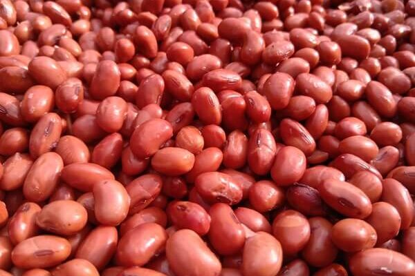 大晦日、ゲリットと２人で赤大豆の味噌づくり