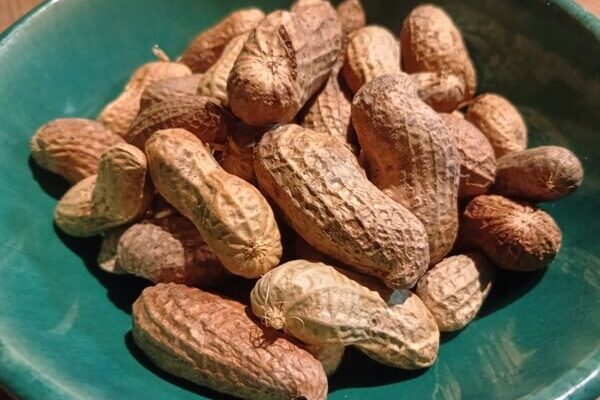 煎り立てホヤホヤの落花生は極上の酒の肴