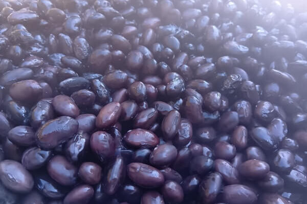 赤大豆味噌に続き、黒大豆味噌の仕込みも完了