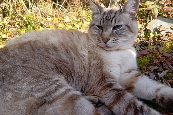 お外でくつろぐ癒し系ユキちゃん