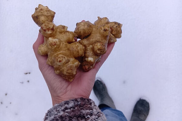 雪の中でもつくり続けたい、菊芋チップス！