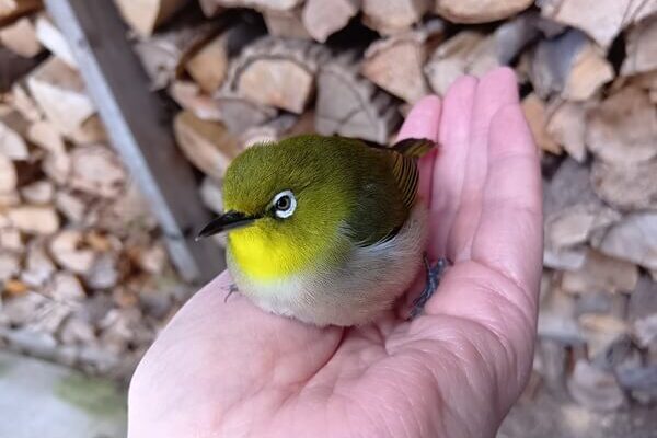 メジロさん、回復してくれてありがとう❤