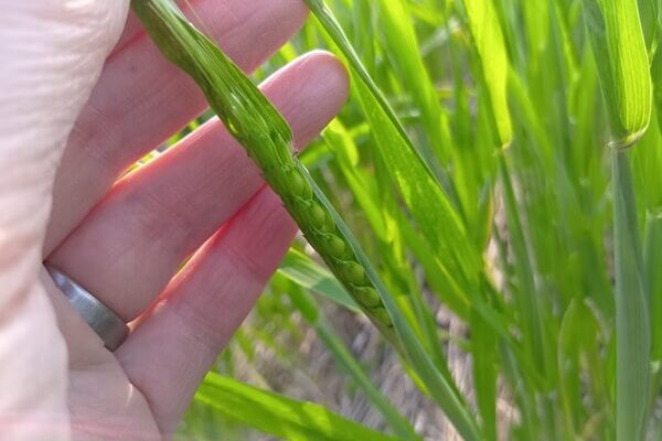 感謝して翌年につなぎたい、自然栽培の小麦
