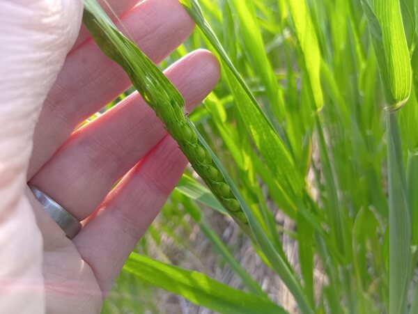 感謝して翌年につなぎたい、自然栽培の小麦