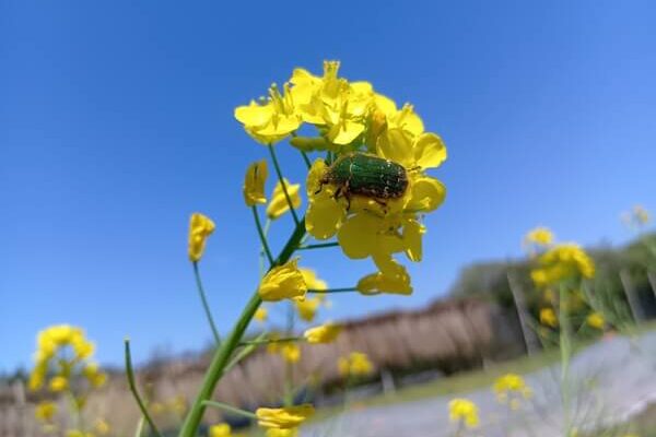 菜の花のおしろいがとっても似合うハナムグリちゃん