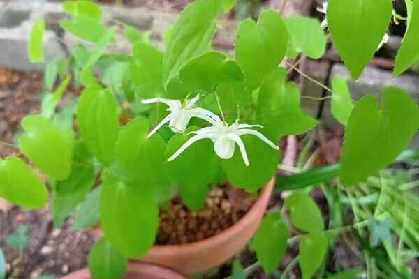 イカリソウの苗（ホワイトとピンク）を販売します