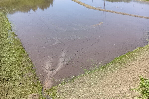 田んぼらしく姿を変えた、イトトンボ達のパラダイス