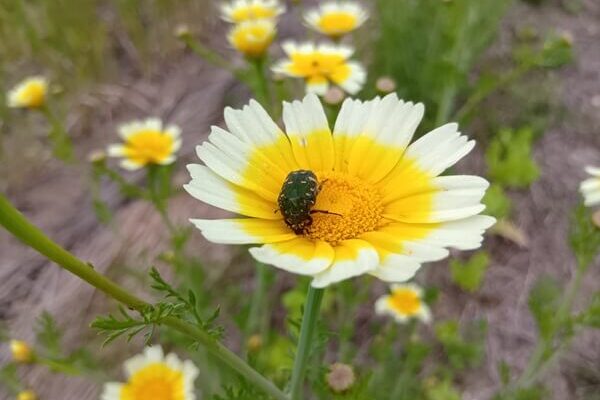 可愛らしい春菊のお花に訪花するハナムグリちゃん