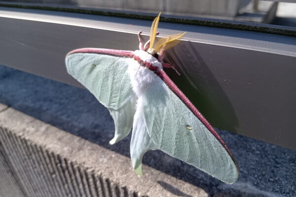 ずっと恋焦がれてきたオオミズアオとの出会い