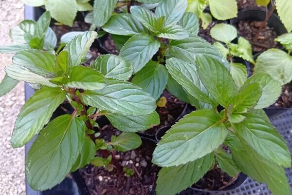 ティーからカクテルまで大活躍★ミントの苗