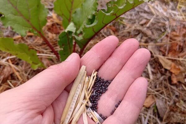 大切にしている自家採種、第１号は菜の花