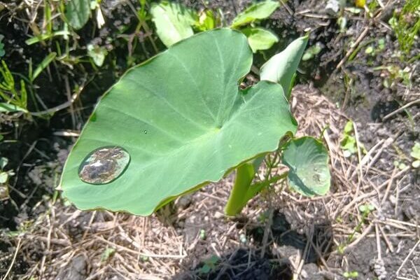 里芋の葉の上で宝石のようにキラキラ光る朝露