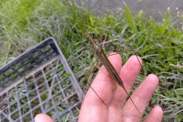 実はカメムシの仲間、カッコいいミズカマキリ