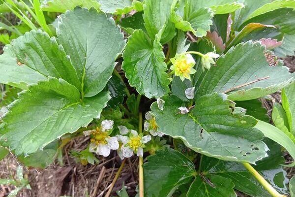 7月なのに、次々とお花を咲かせるイチゴちゃん達