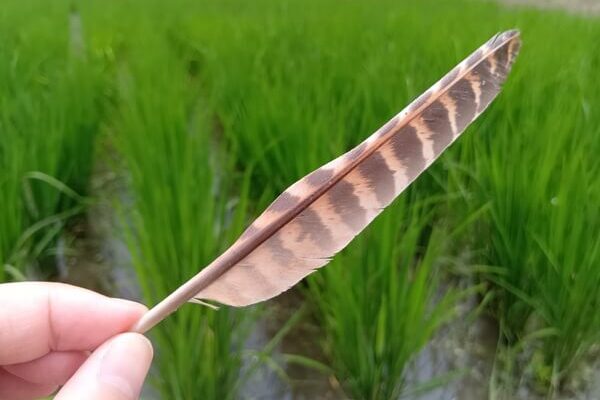 くらふぁーむの田んぼに、キジの大家族現る！