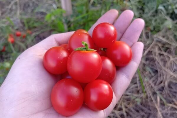 感謝していただく、この季節の貴重なミニトマト