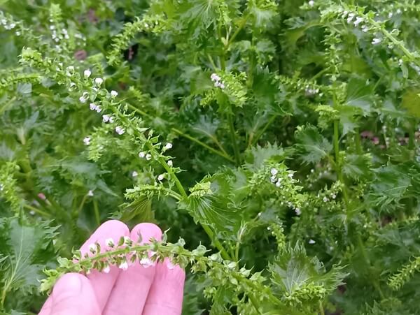可憐なだけじゃない花穂紫蘇、香りも栄養も最高！