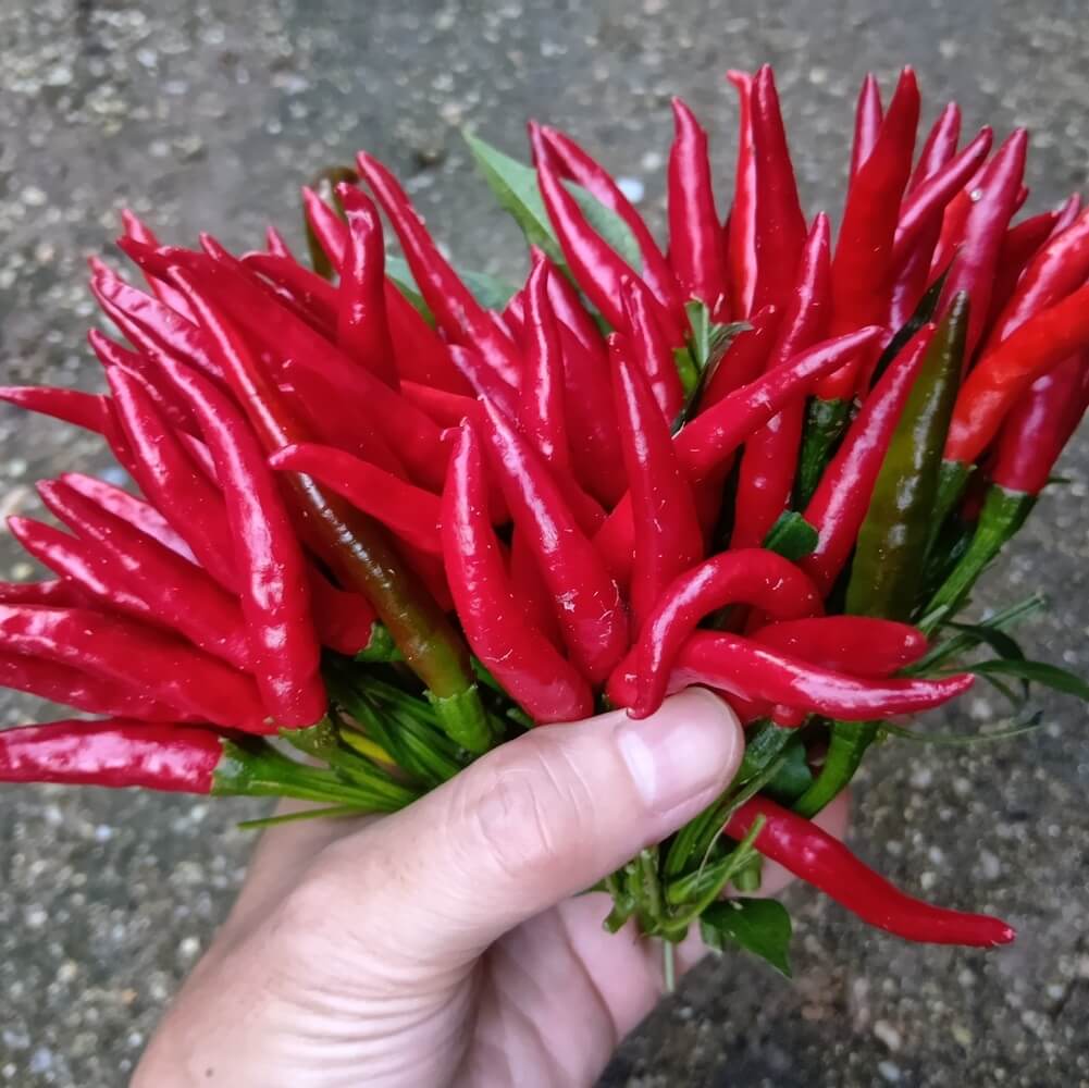 鷹の爪 6g|旨みを引き立てる料理の名脇役 - 画像 (5)