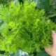 間引いた人参の葉っぱも、貴重で美味しい健康野菜